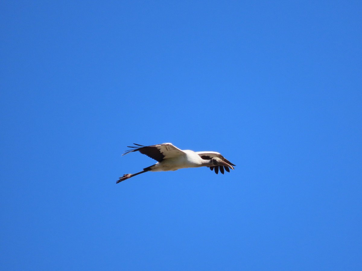 Wood Stork - ML651020132