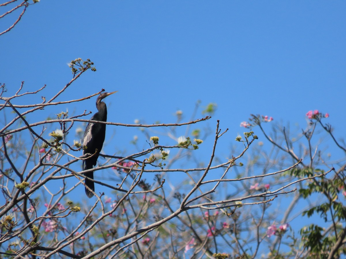 Anhinga - ML651020171
