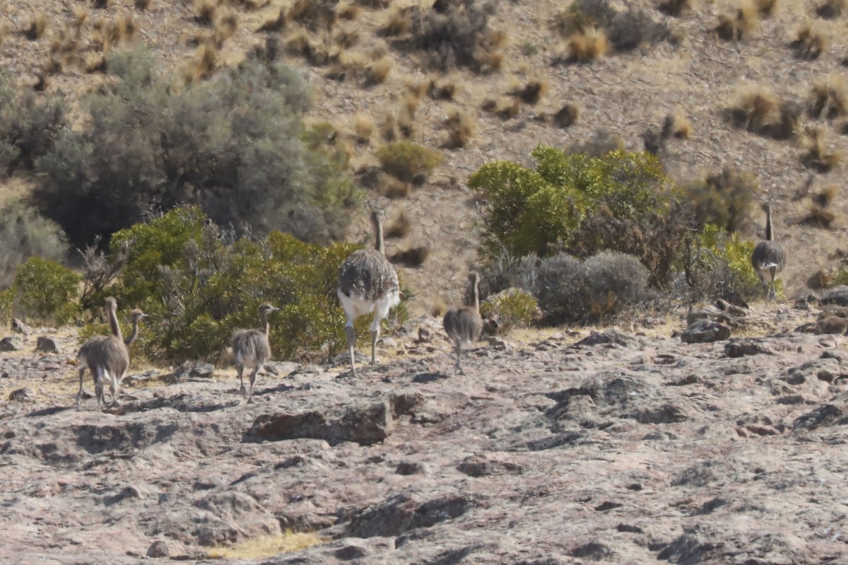 Дарвинов нанду - ML651020197