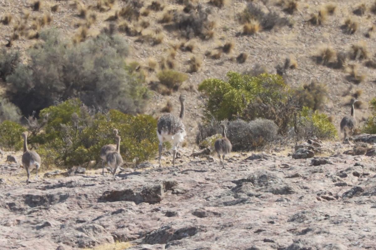 Дарвинов нанду - ML651020198