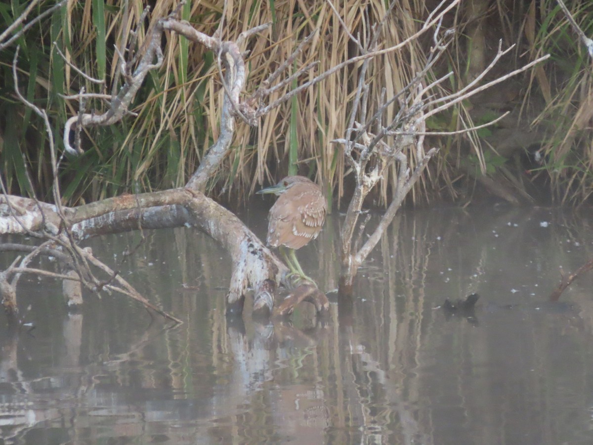 Black-crowned Night Heron - ML651020263