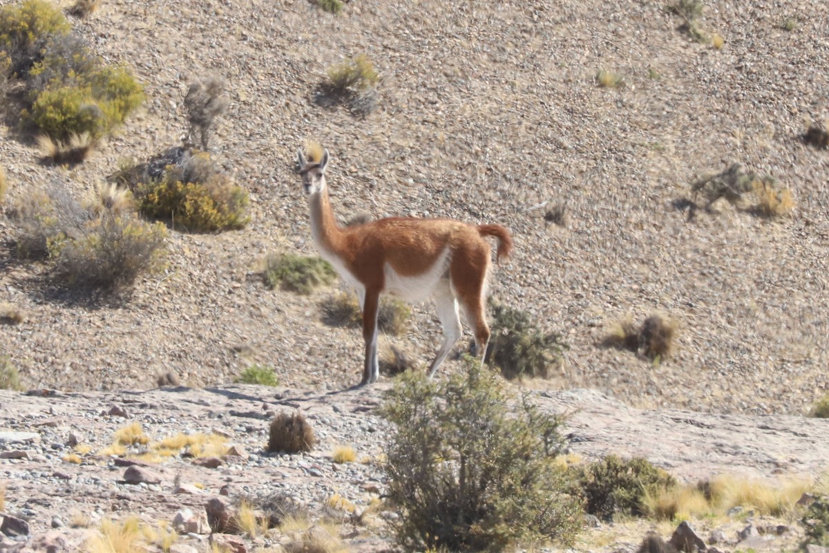 Гуанако - ML651021002