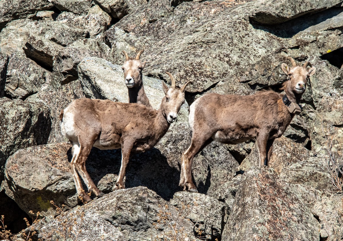 Mouflon canadien - ML651021130