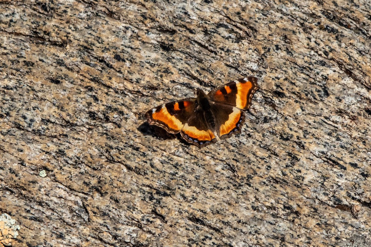 petite vanesse - ML651021152