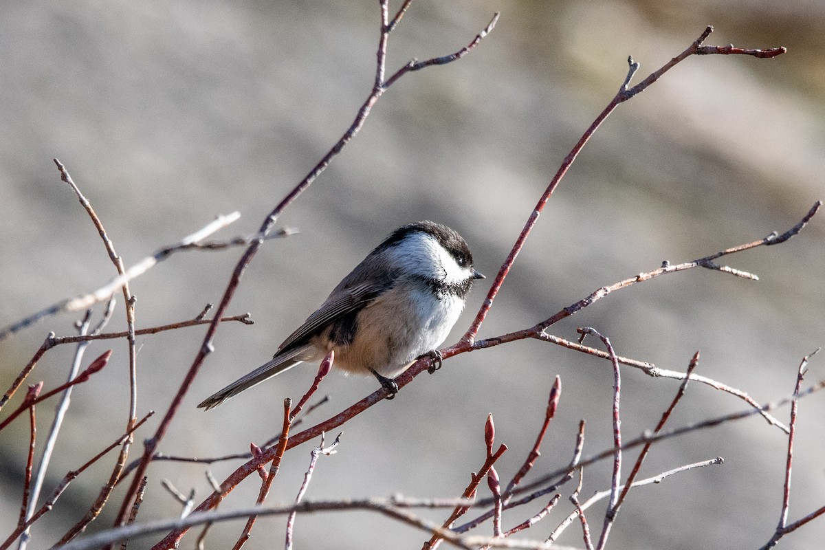Mésange à tête noire - ML651021183