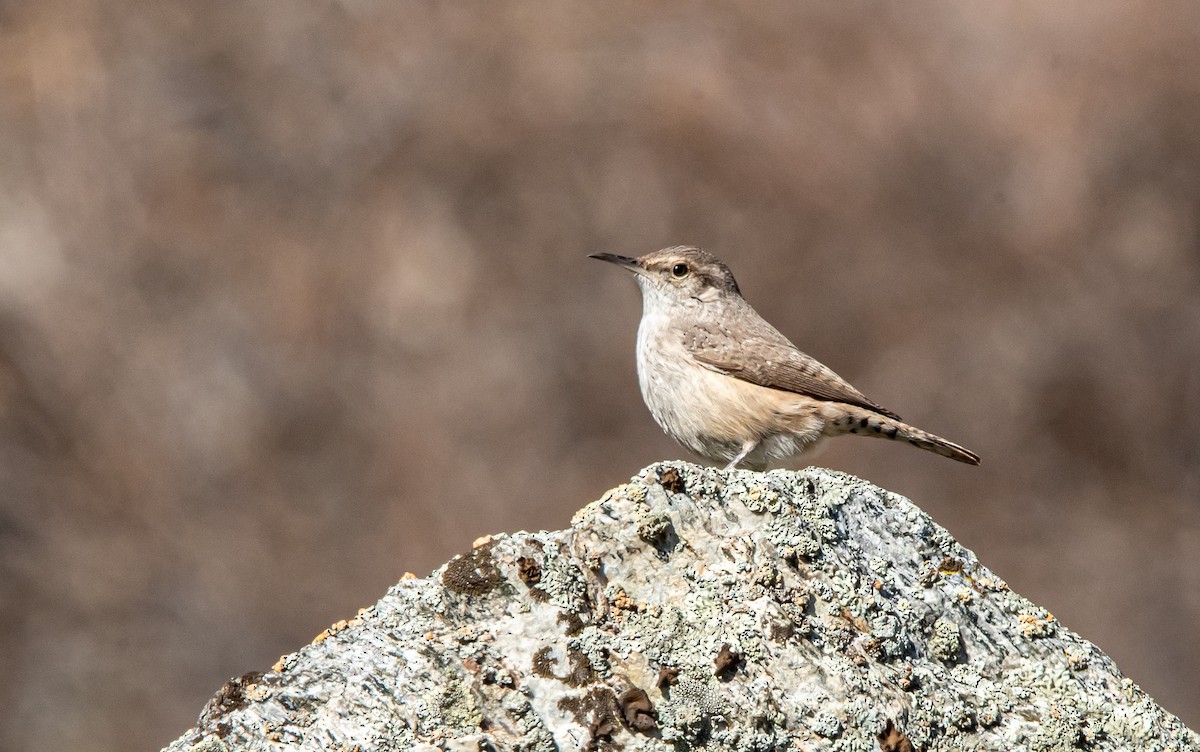 Troglodyte des rochers - ML651021196