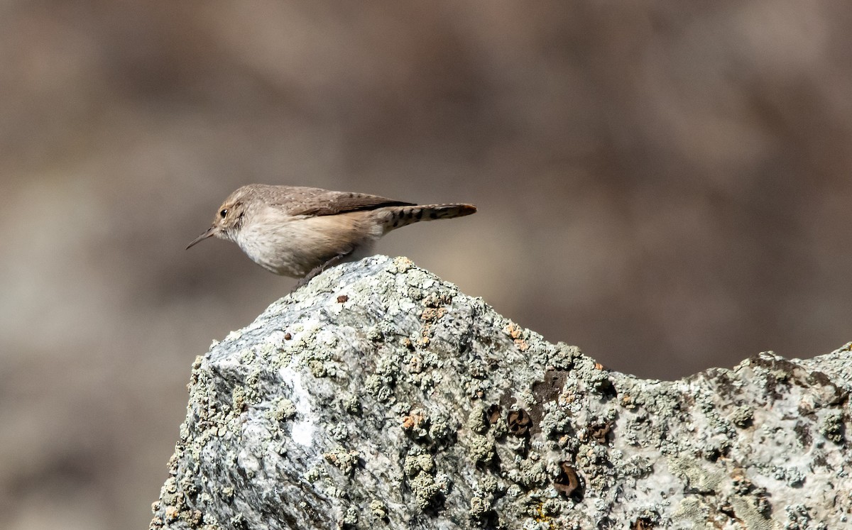 Troglodyte des rochers - ML651021198