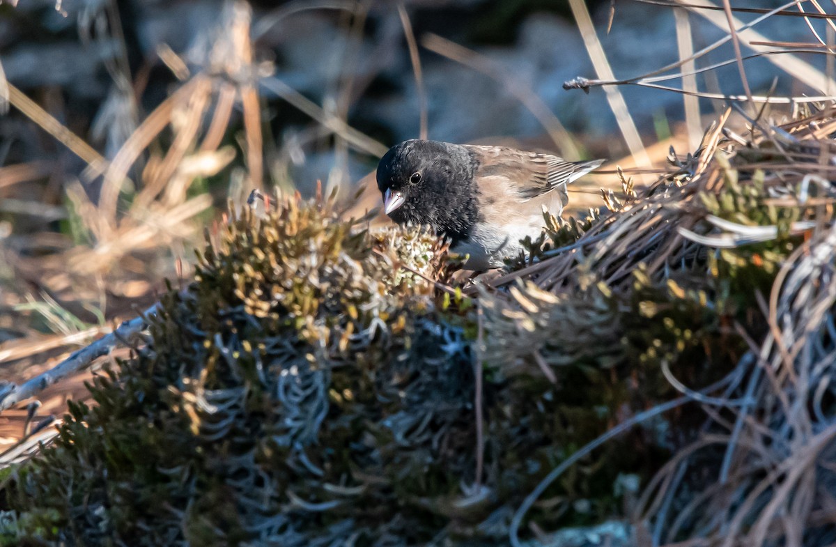 Junco ardoisé (groupe oreganus) - ML651021216
