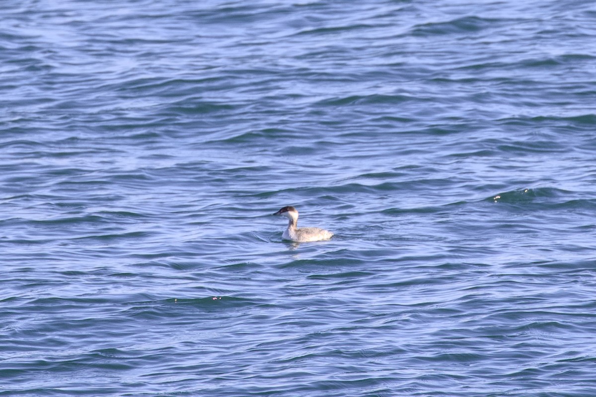 potápka žlutorohá - ML651021240