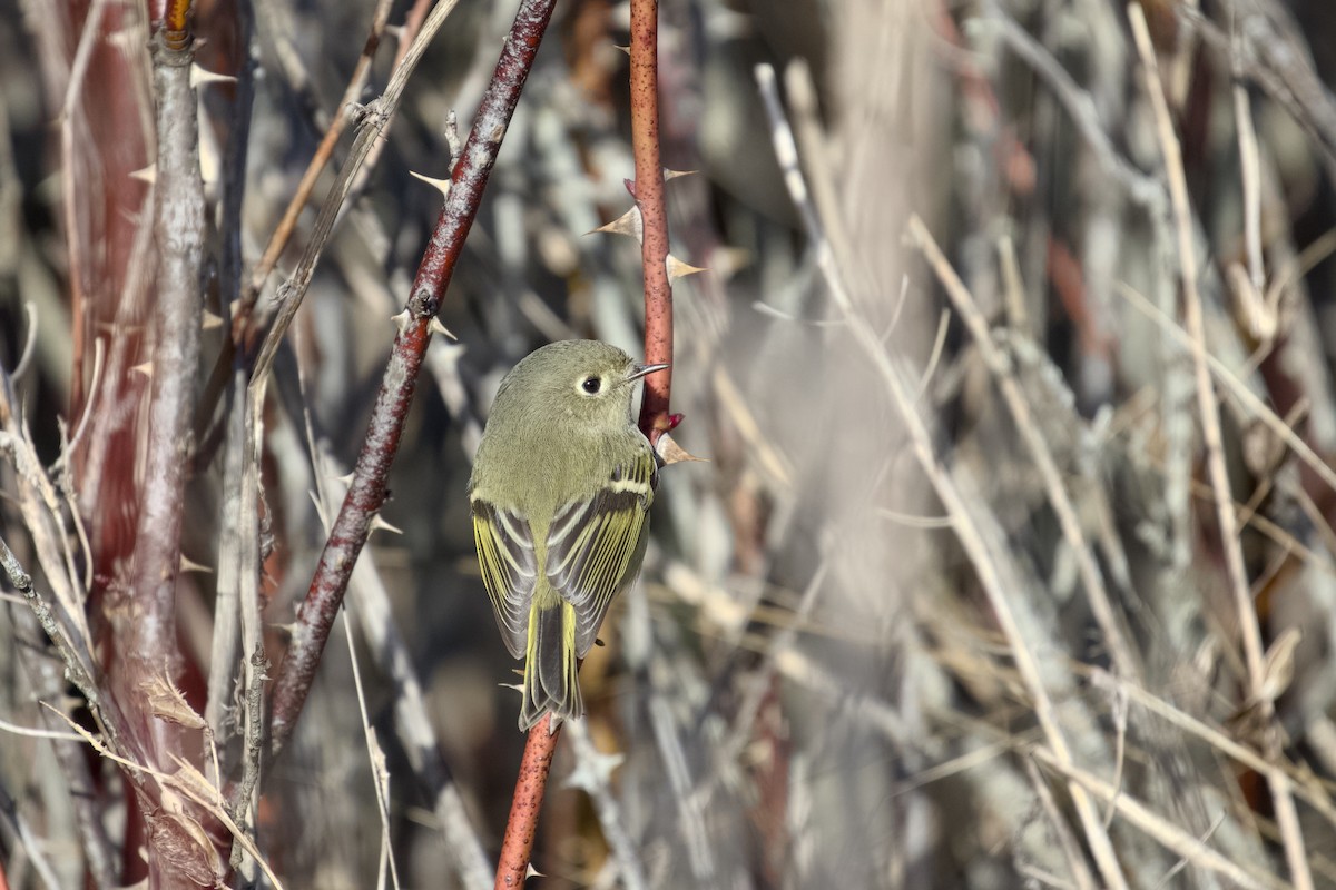 králíček americký - ML651021254