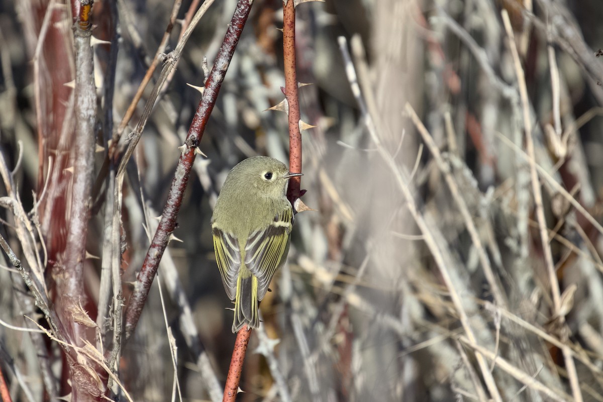 králíček americký - ML651021255