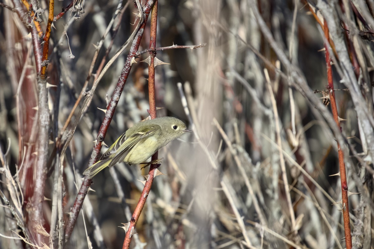 králíček americký - ML651021256