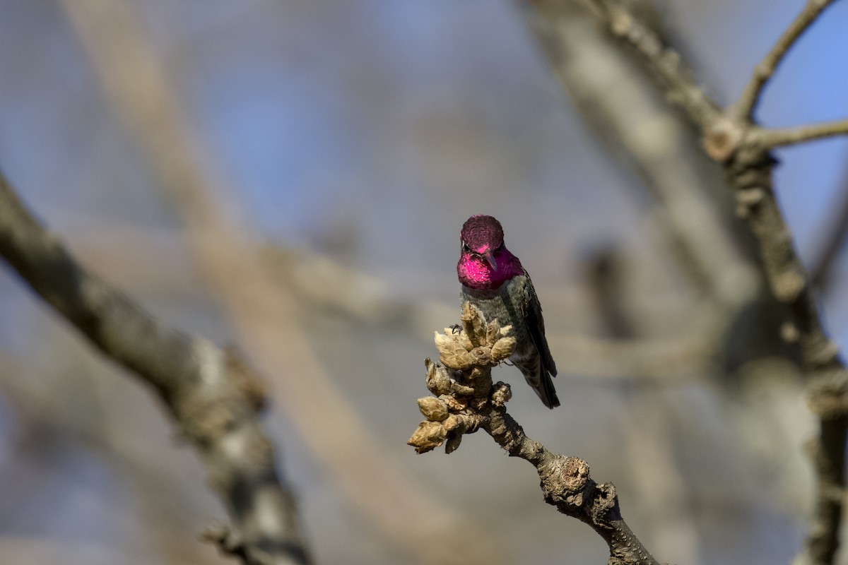 kalypta růžovohlavá - ML651021265