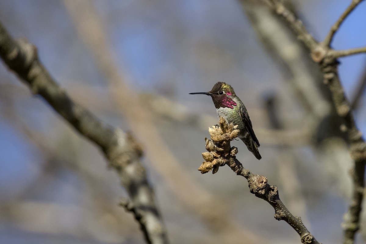 kalypta růžovohlavá - ML651021266