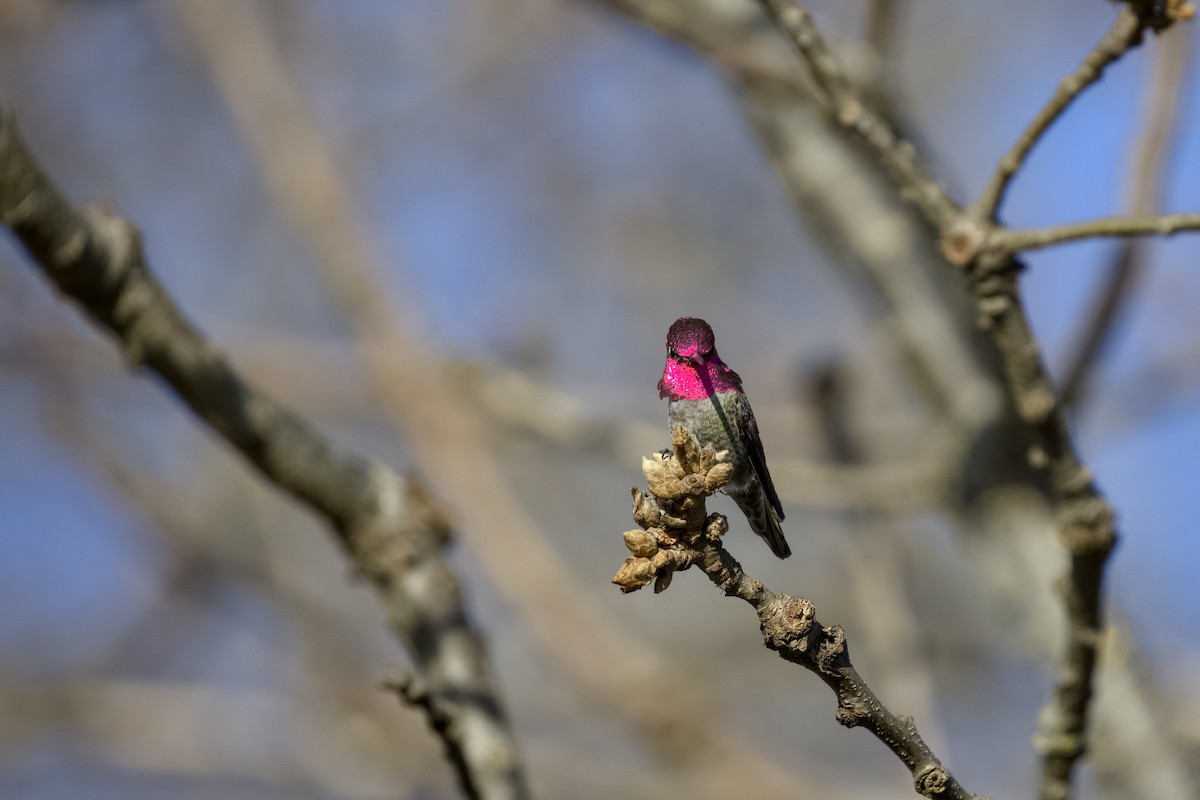 kalypta růžovohlavá - ML651021268