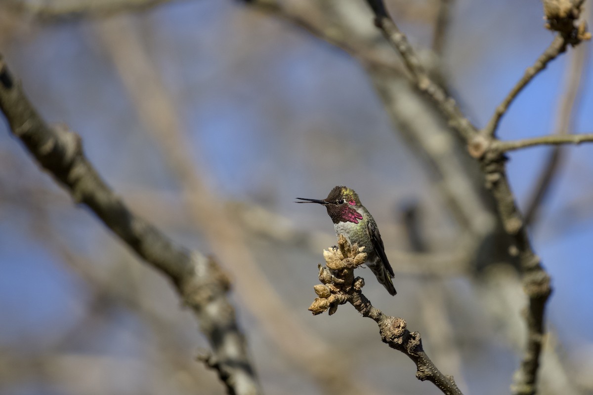 kalypta růžovohlavá - ML651021269