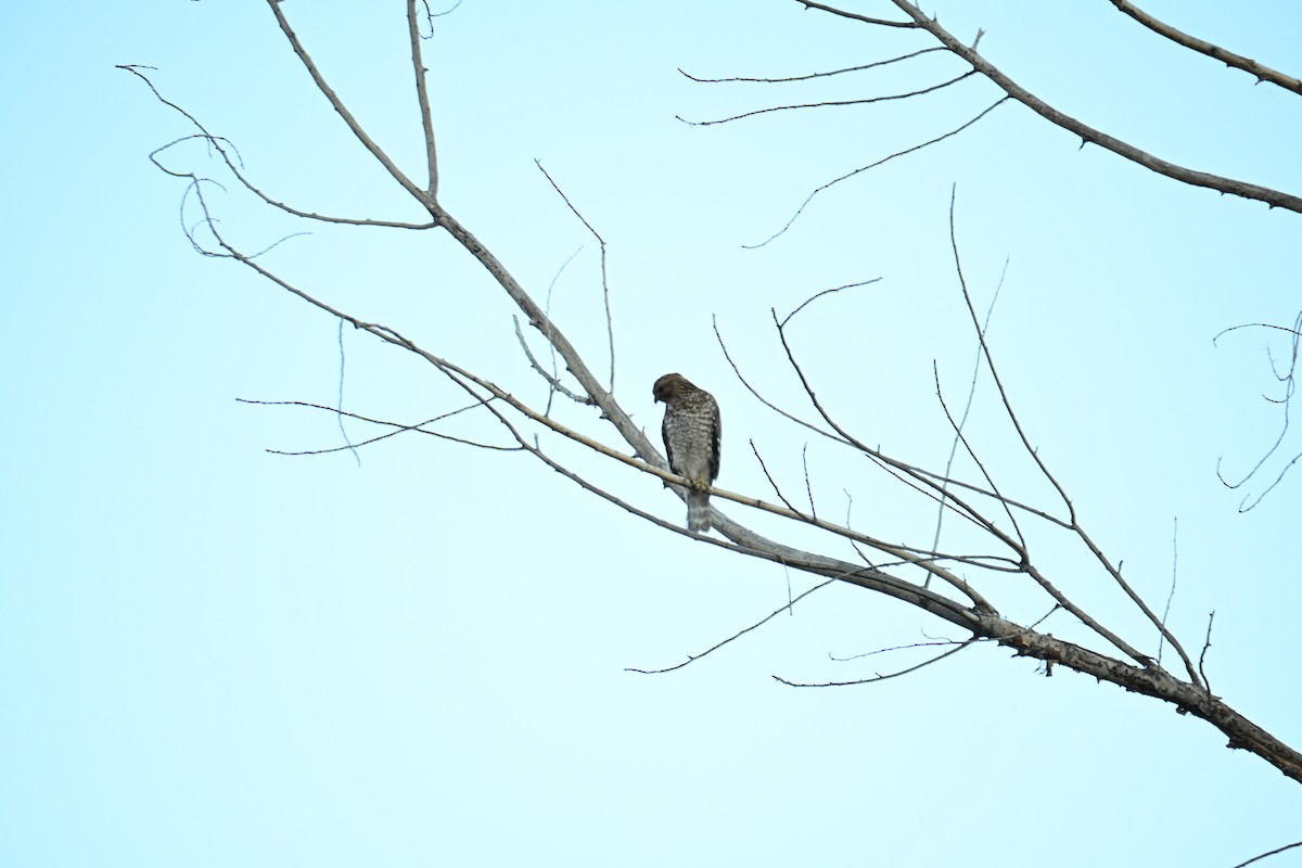 Red-shouldered Hawk - ML651021437