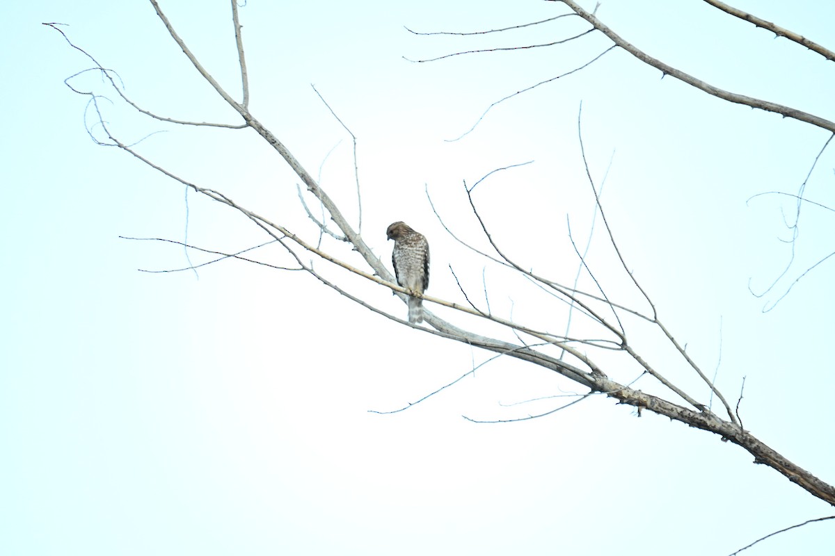 Red-shouldered Hawk - ML651021438