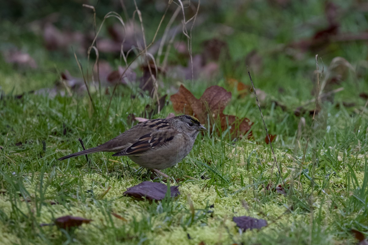 Golden-crowned Sparrow - ML651021452