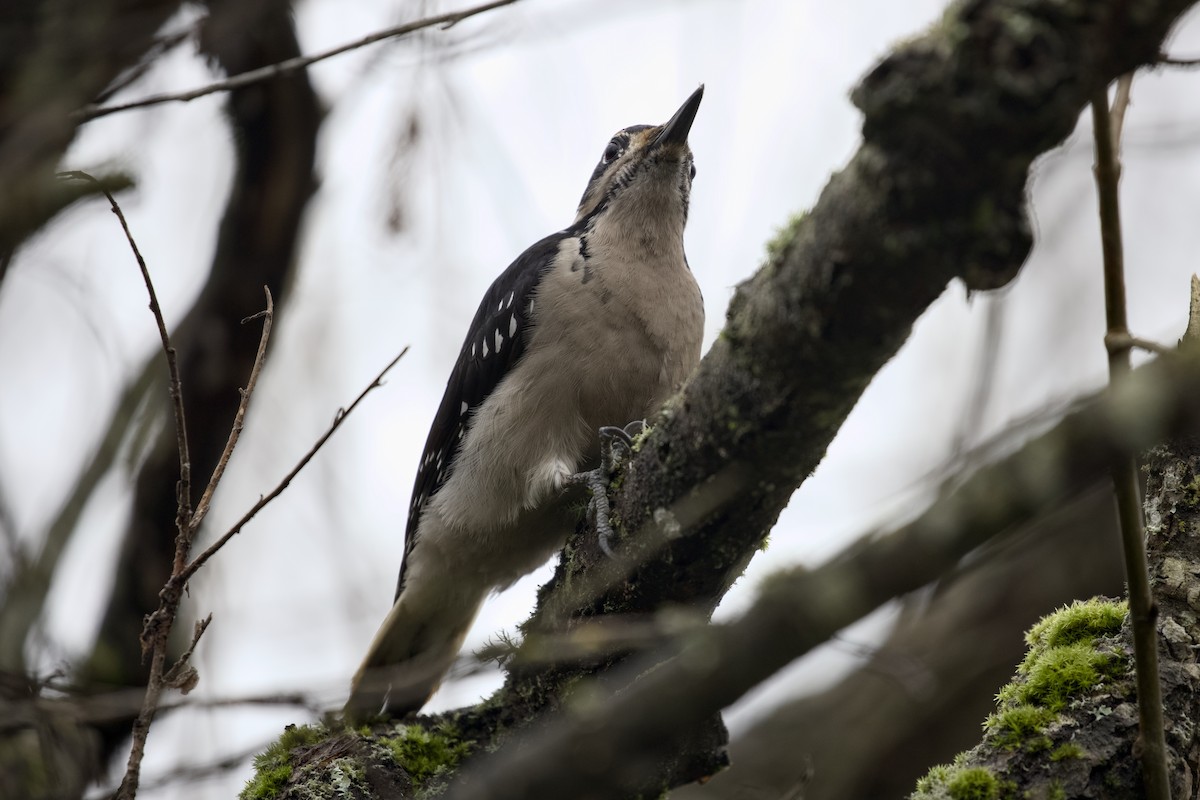 strakapoud americký - ML651021515