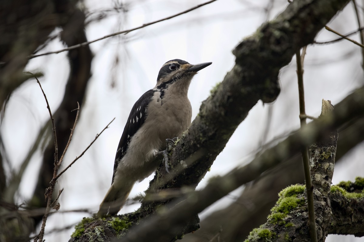 strakapoud americký - ML651021516