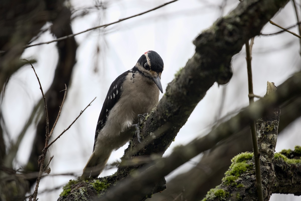 strakapoud americký - ML651021517