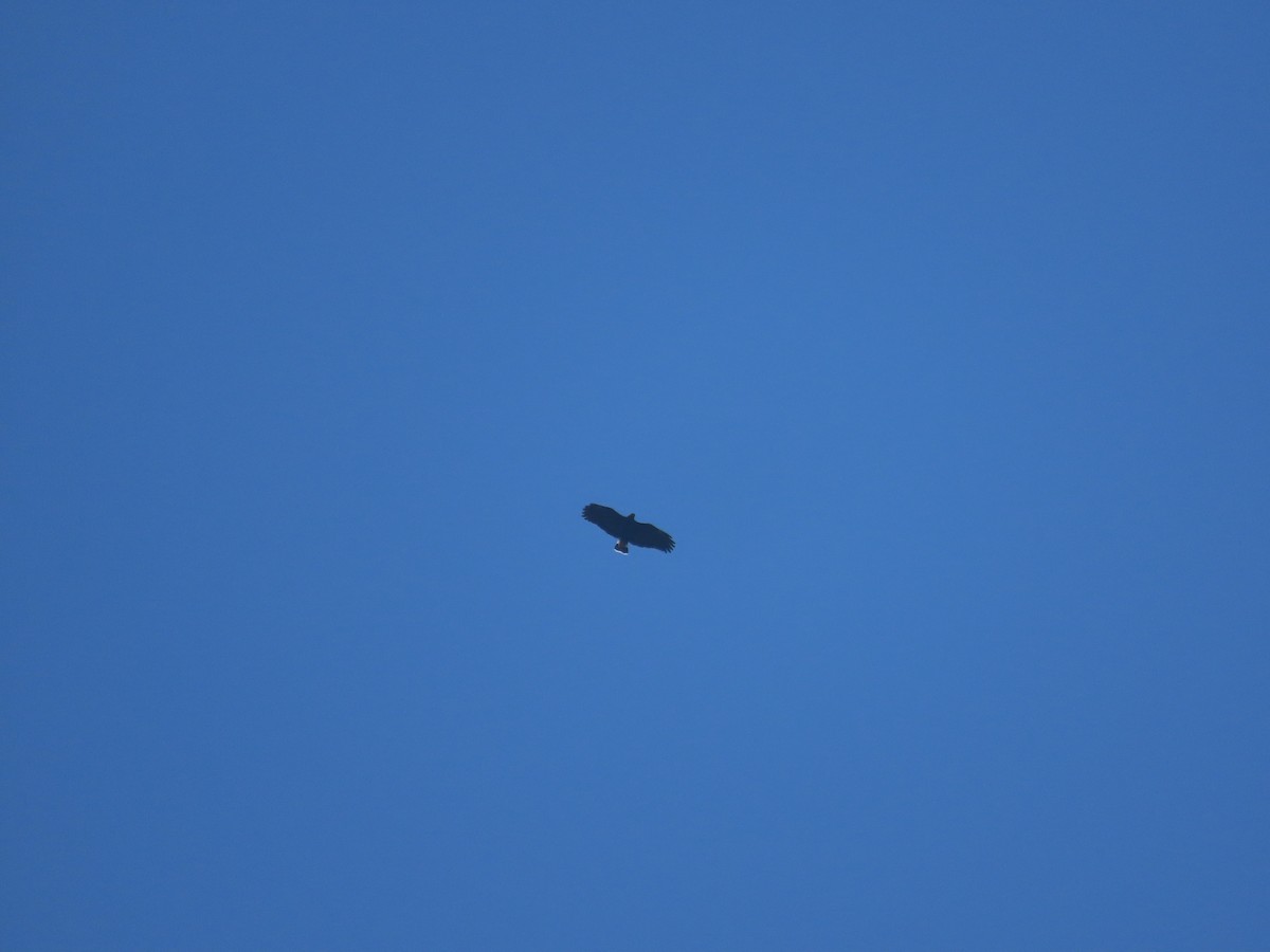 Common Black Hawk - ML651021523