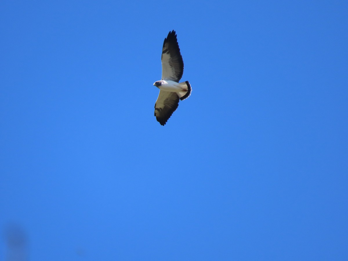White-tailed Hawk - ML651021698