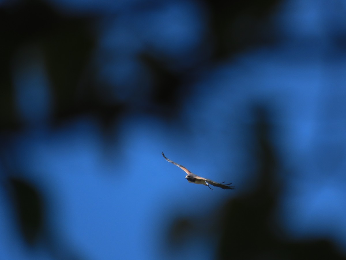 White-tailed Hawk - ML651021699