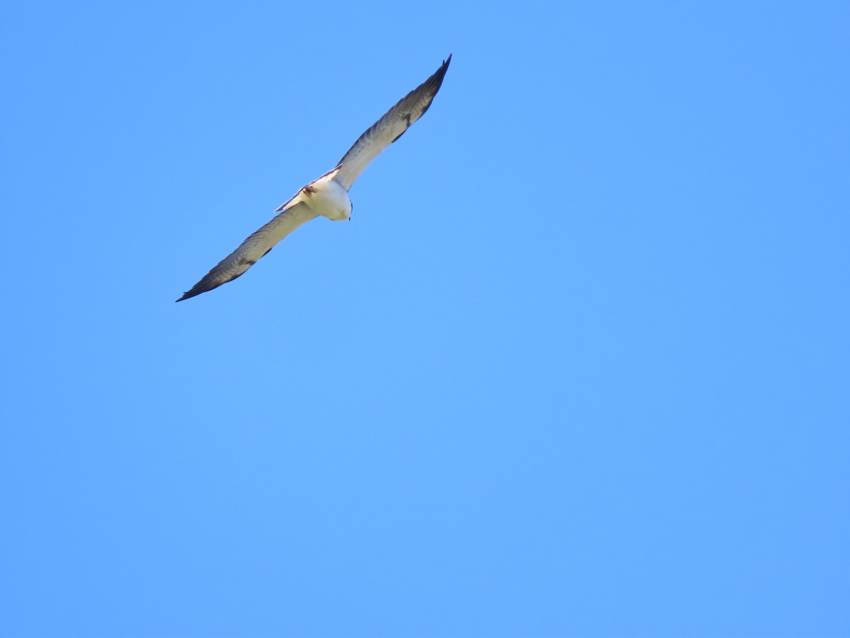 White-tailed Hawk - ML651021700