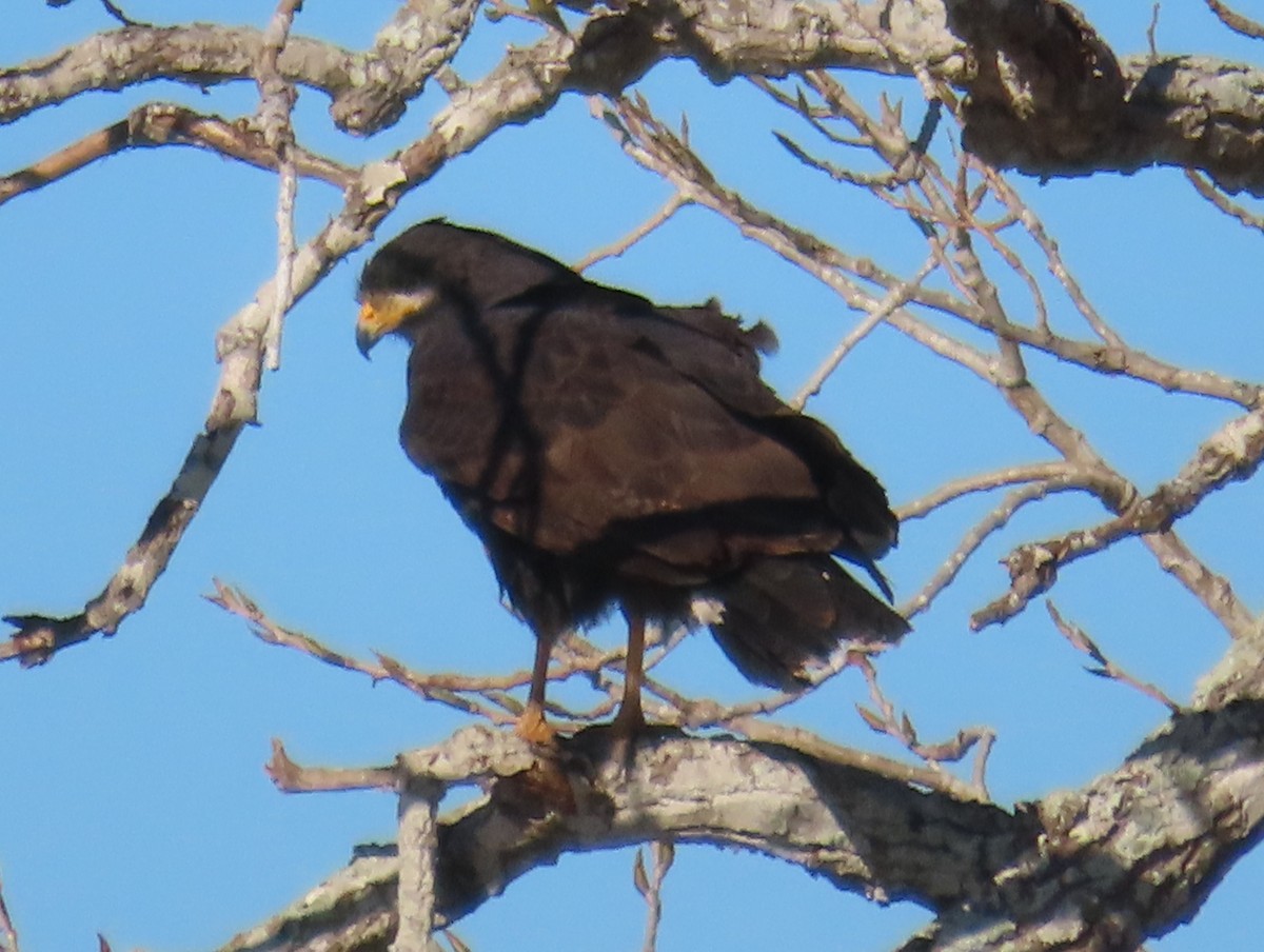 クロノスリ - ML651021755