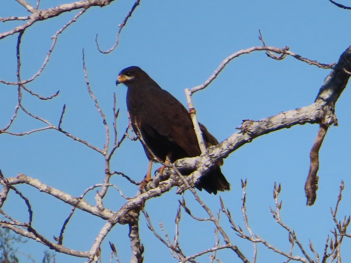 クロノスリ - ML651021758