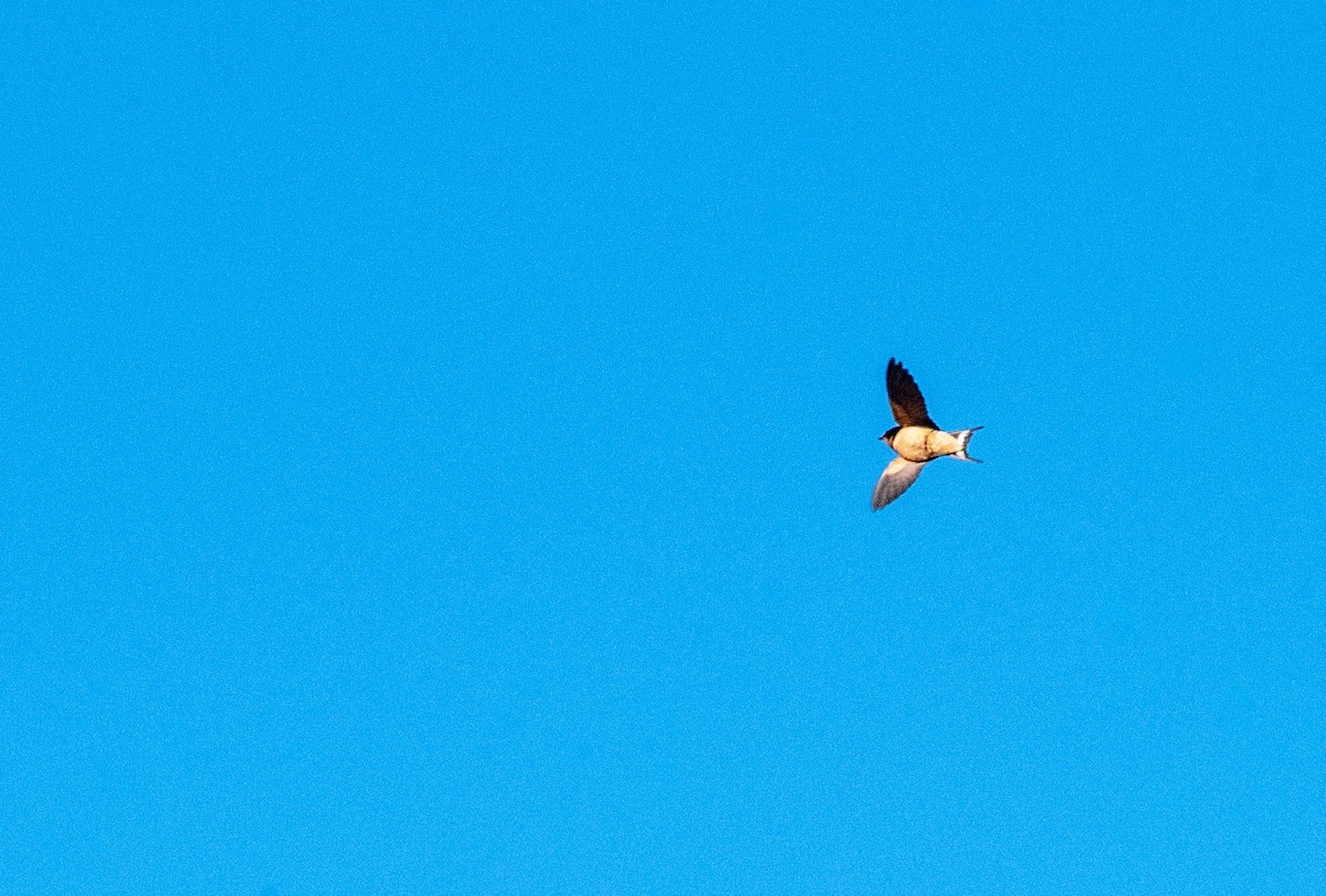 Hirondelle rustique - ML651021814