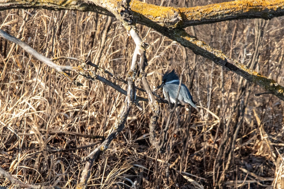 Martin-pêcheur d'Amérique - ML651021905