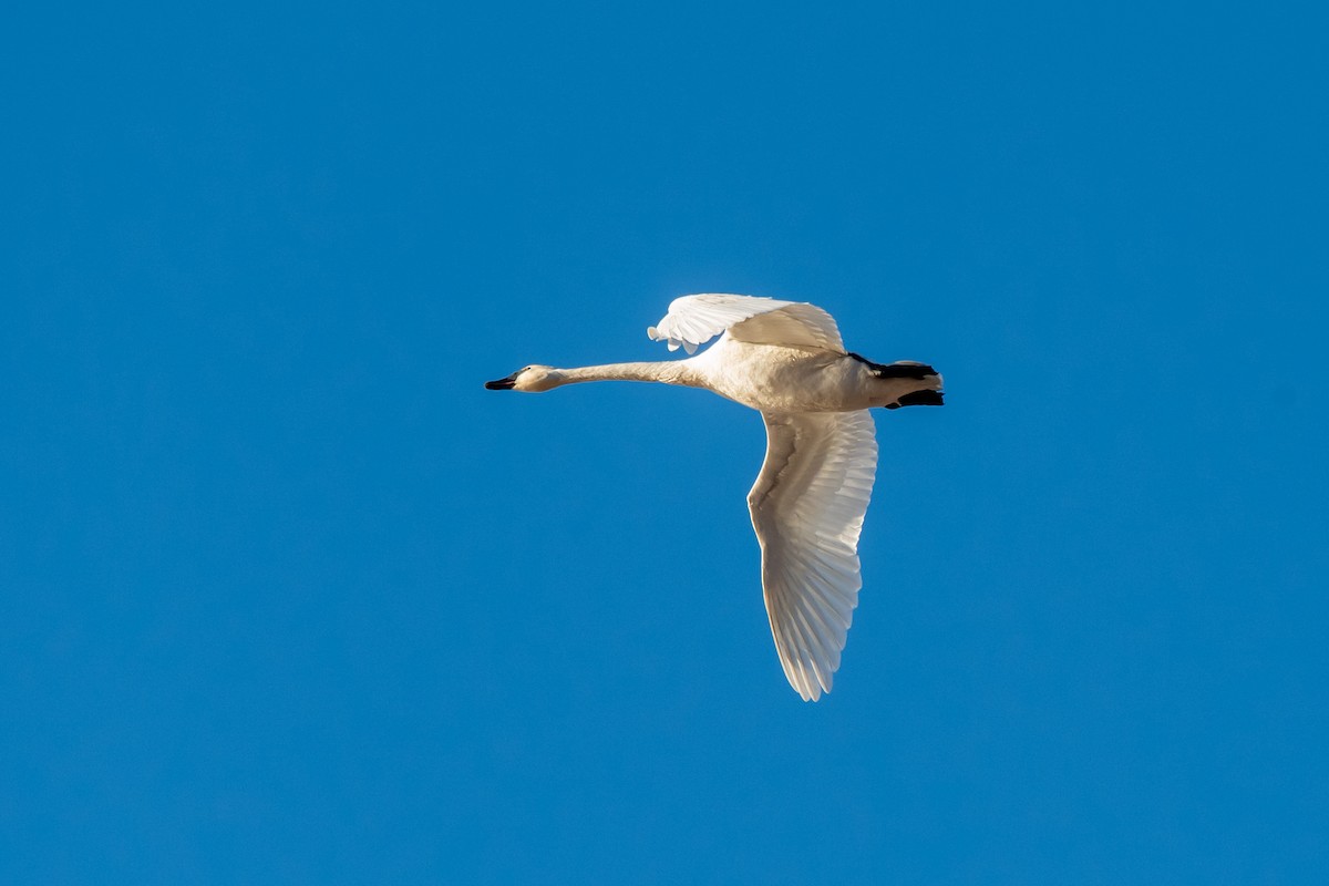 Cygne trompette - ML651021927