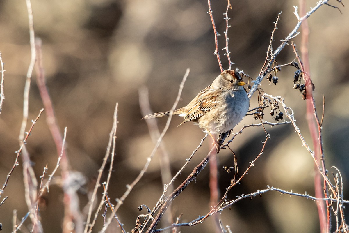 Bruant à couronne blanche - ML651021933