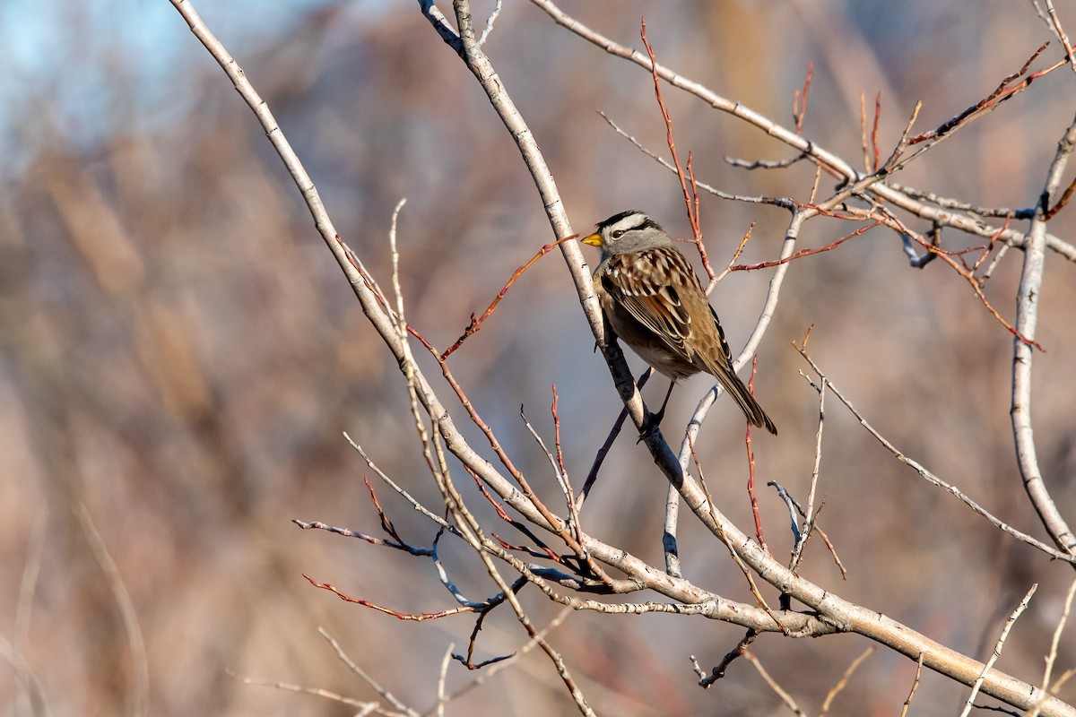 Bruant à couronne blanche - ML651021939