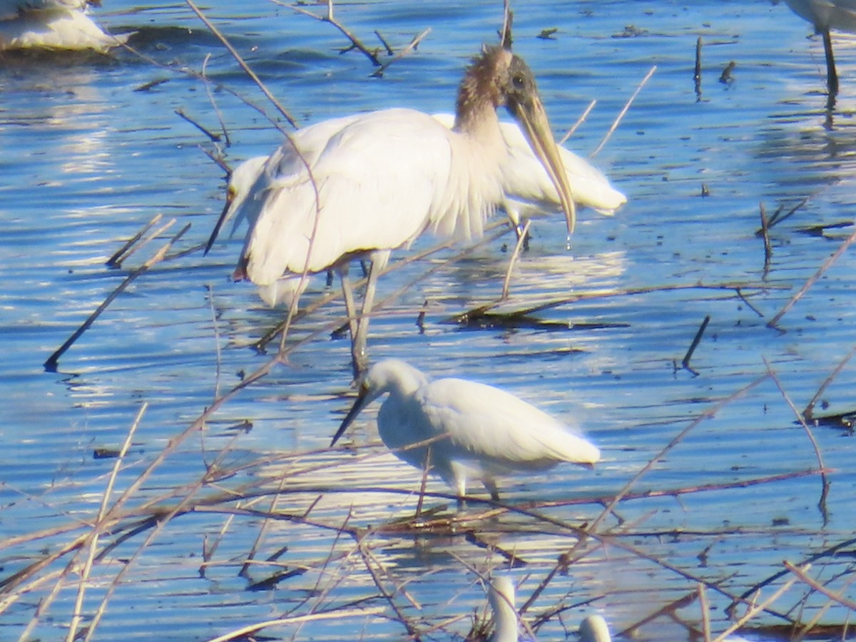 アメリカトキコウ - ML651021955