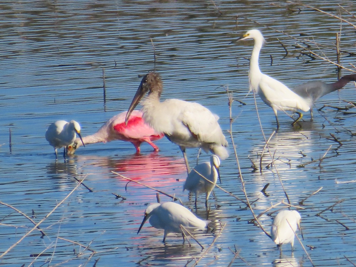 アメリカトキコウ - ML651021956