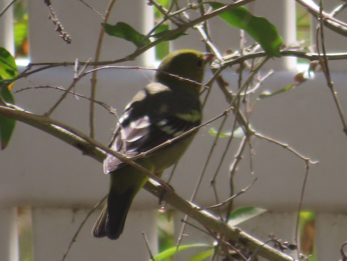 ニシフウキンチョウ - ML651022011