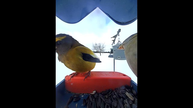 Evening Grosbeak - ML651022164