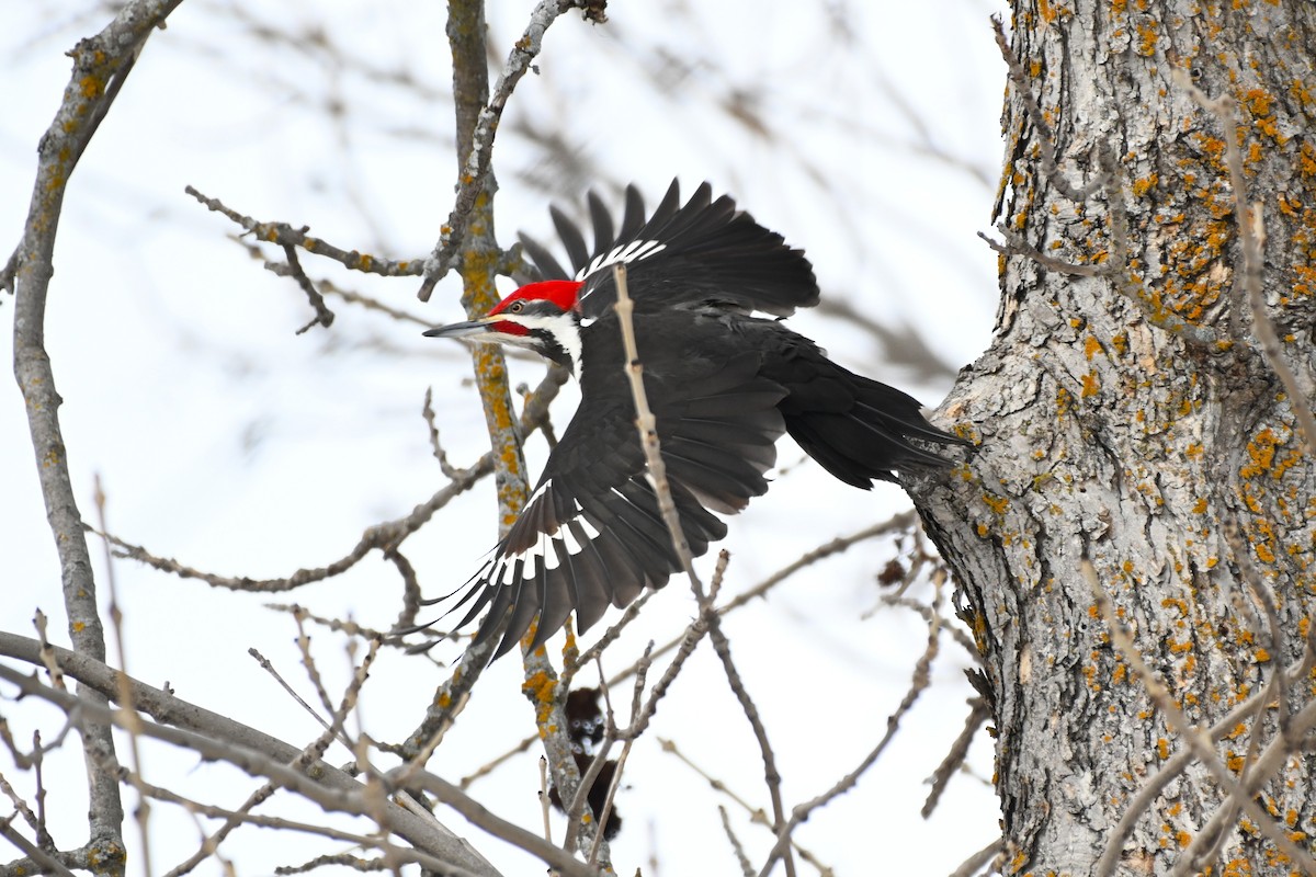 Kuzey Amerika Kara Ağaçkakanı - ML651022357