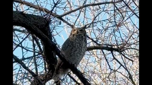 アメリカワシミミズク - ML651022574