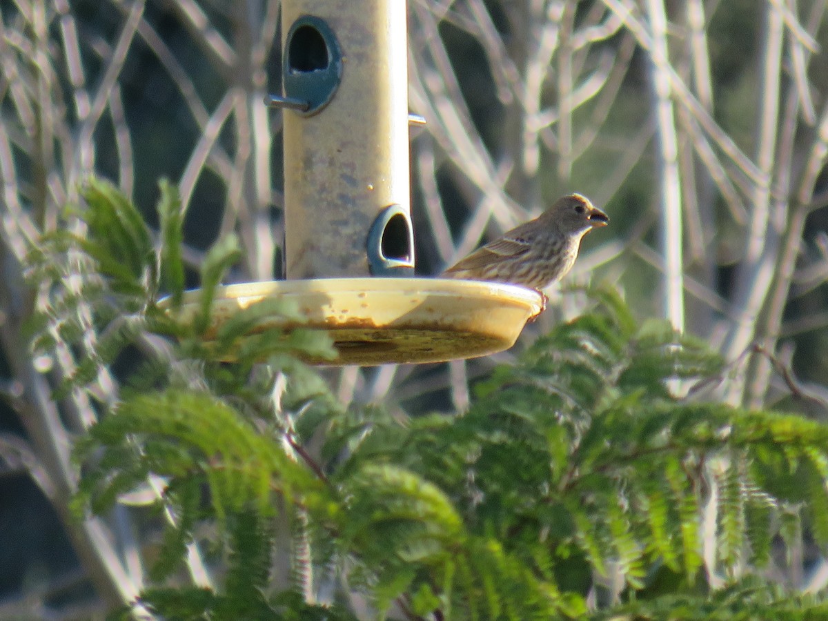 House Finch (Common) - ML651023170