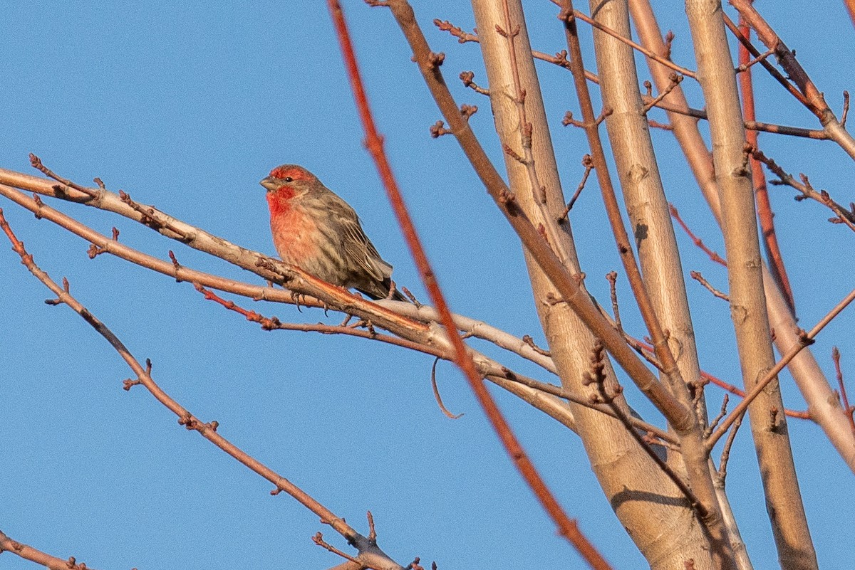 House Finch - ML651023190