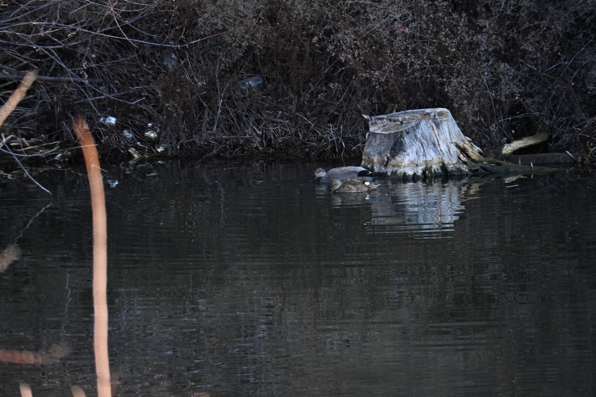 Gadwall - ML651023324