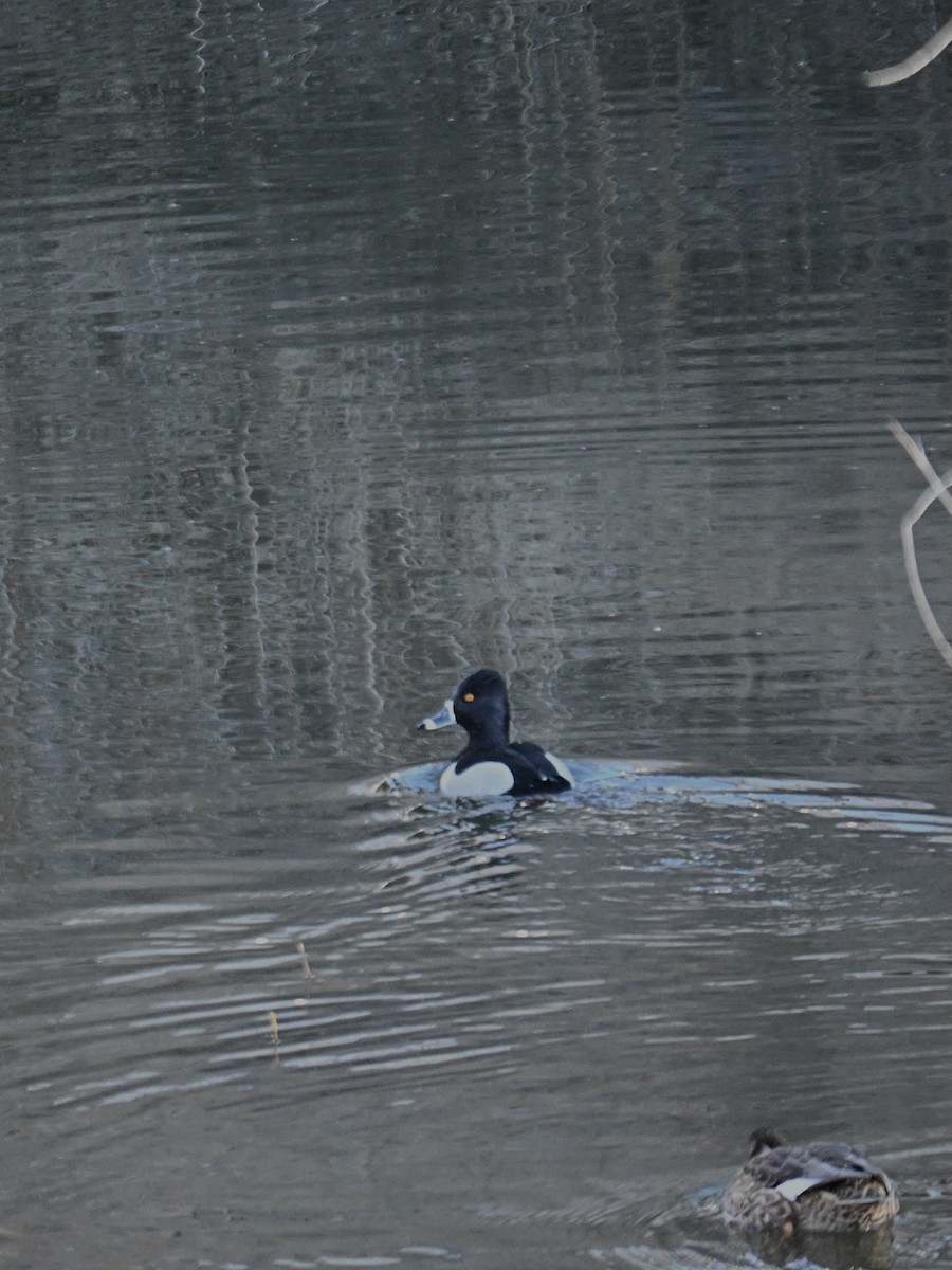 Ring-necked Duck - ML651023345