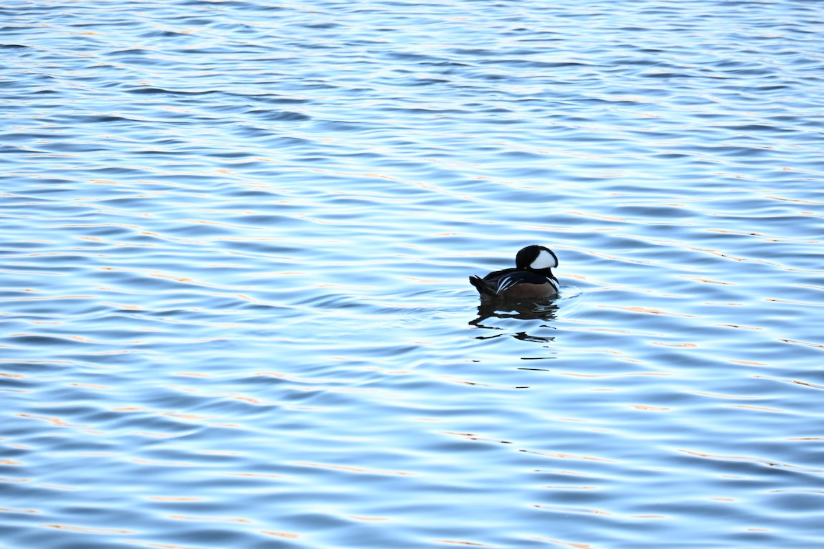 Hooded Merganser - ML651023370