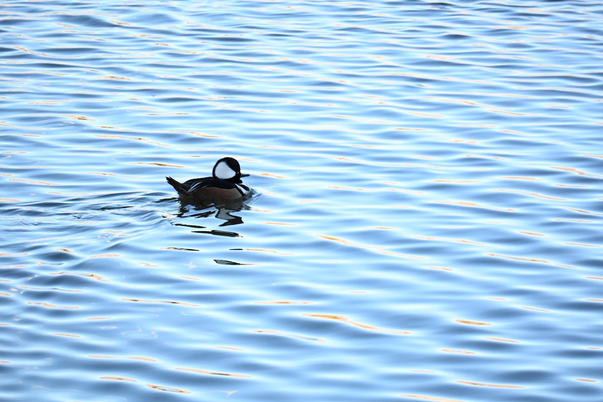 Hooded Merganser - ML651023371