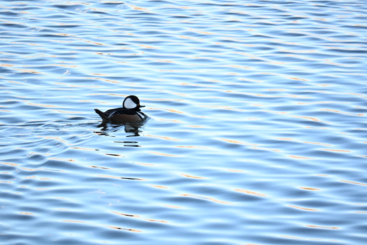 Hooded Merganser - ML651023372